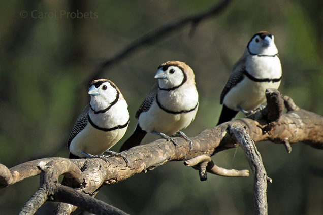 3-Double-barred-Finches-636x424