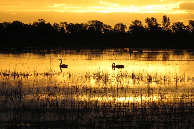 golden-sunset-with-black-swans