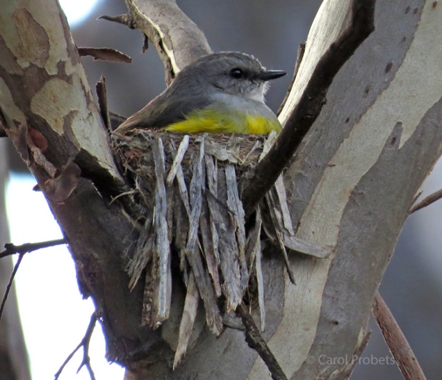 westernyellowrobin-on-nest