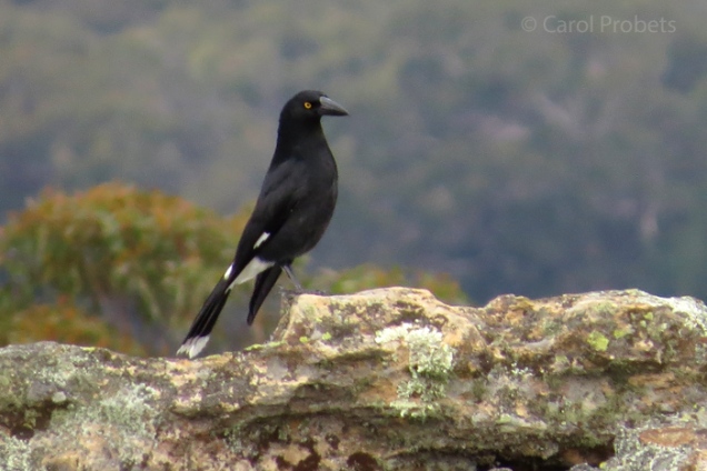 pied-currawong-on-rock